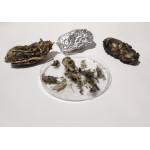 Owl Pellets